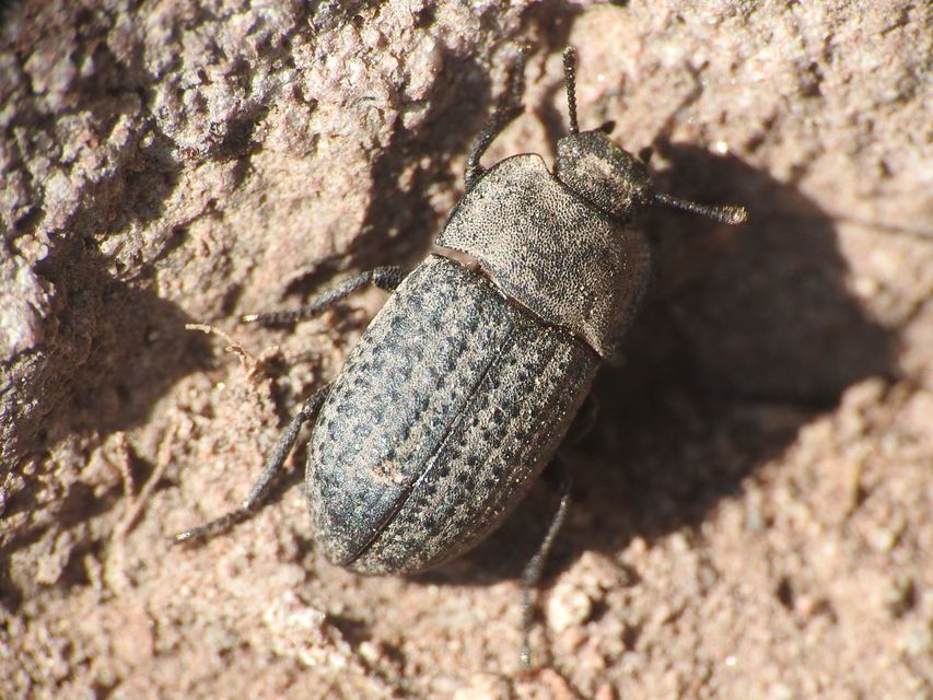 Opatrum sabulosum - sároshátú gyászbogár