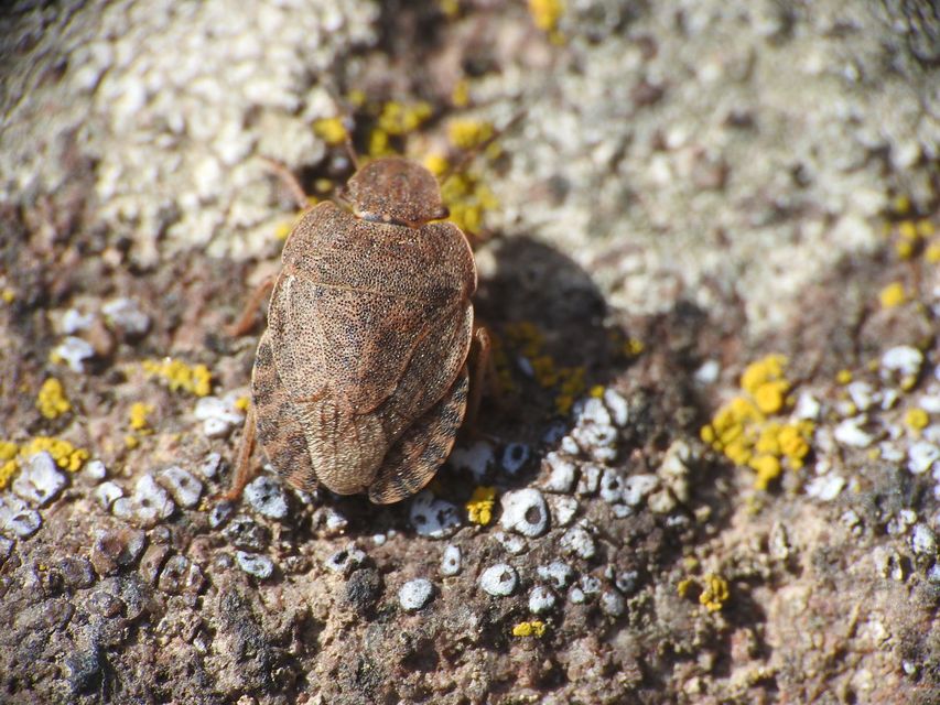Sciocoris Sciocoris