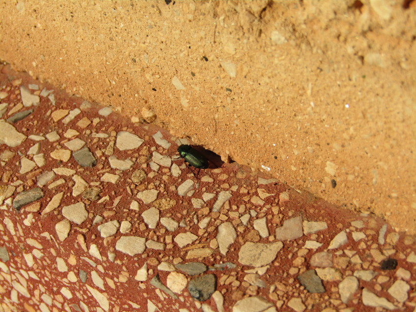 Harpalus distinguendus - mezei lomhafutó