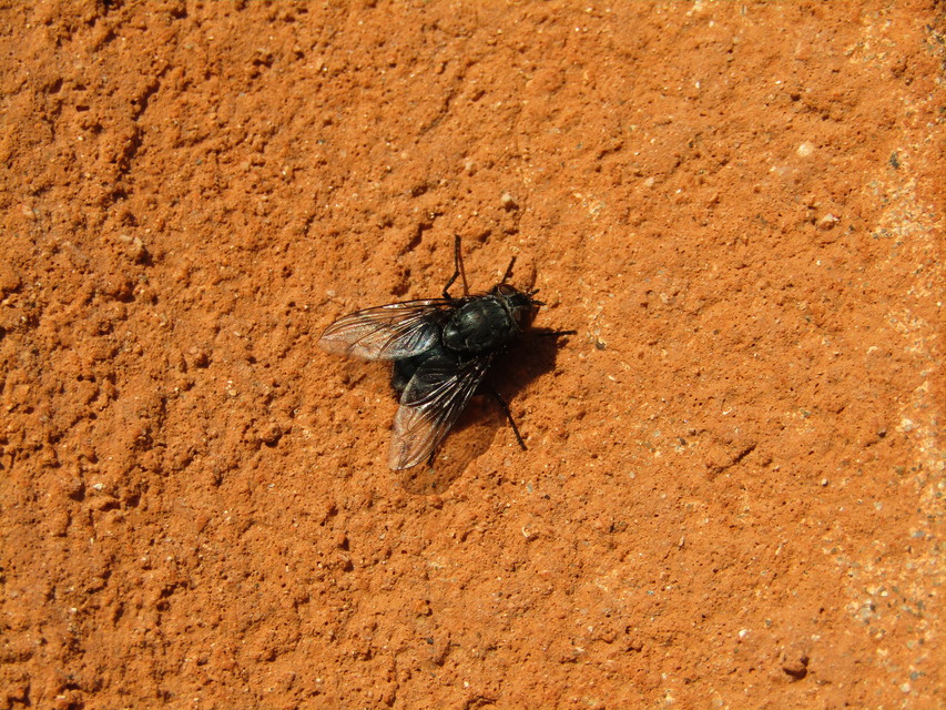 Calliphora