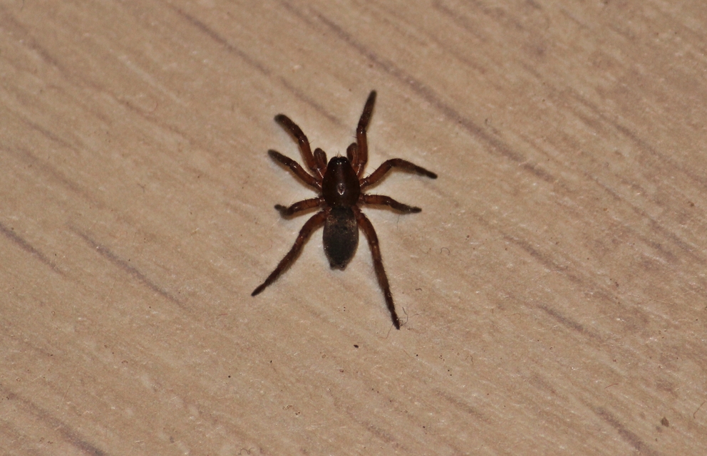 Scotophaeus