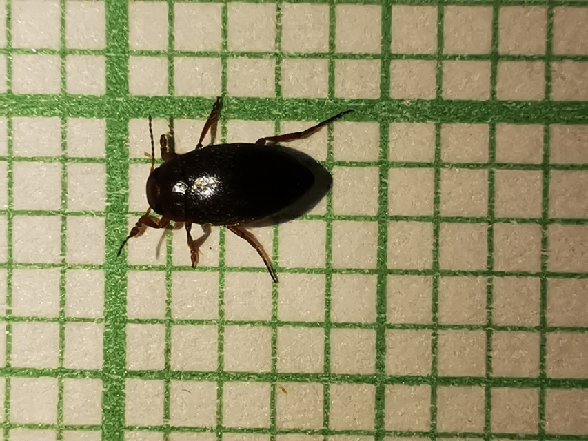 Hydroporus angustatus - karcsú kiscsíkbogár