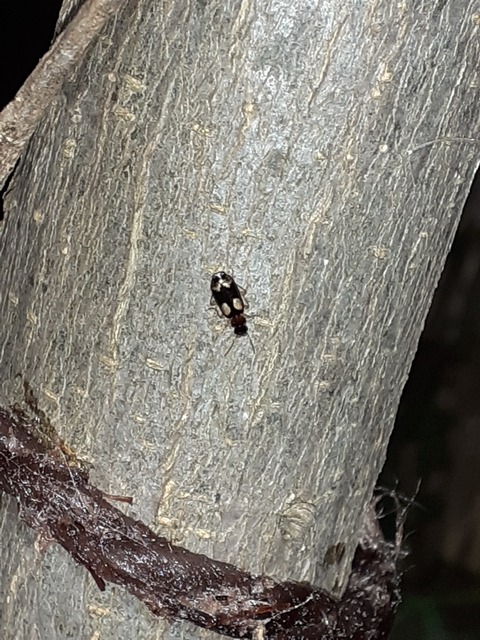 Dromius quadrimaculatus - négyfoltos kéregfutó