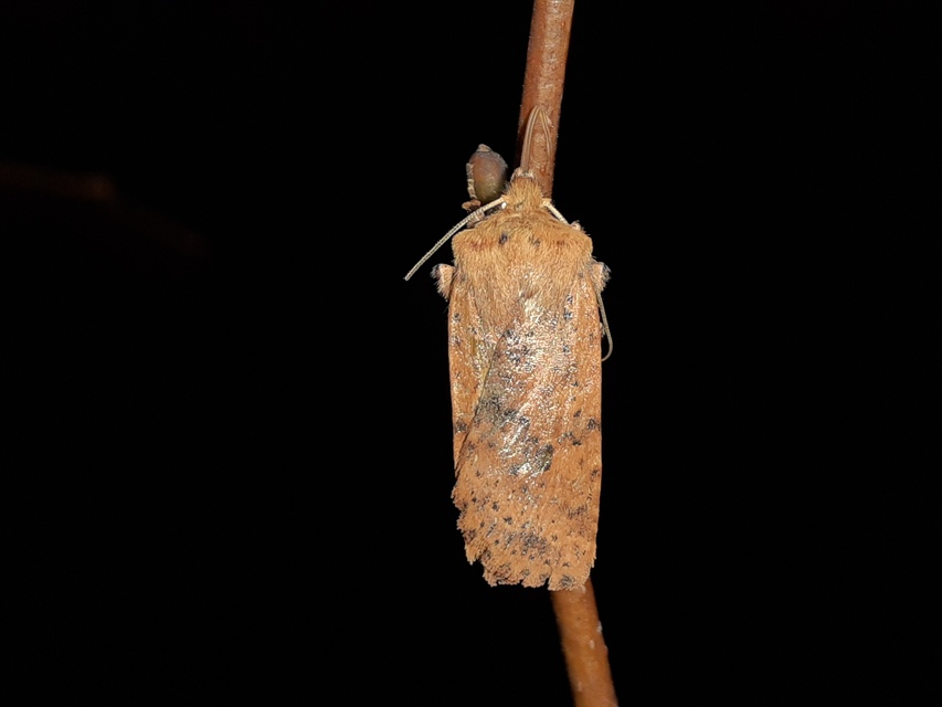 Conistra rubiginea - vörös őszibagoly