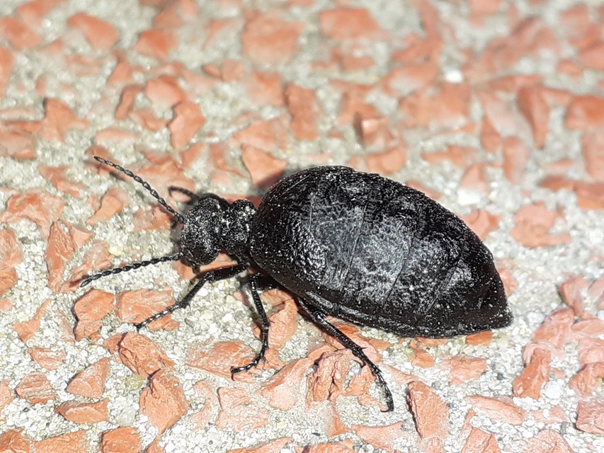 Meloe rugosus - ráncos nünüke