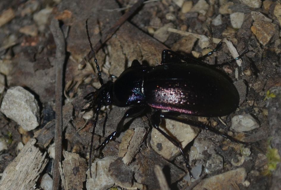 Carabus nemoralis - ligeti futrinka