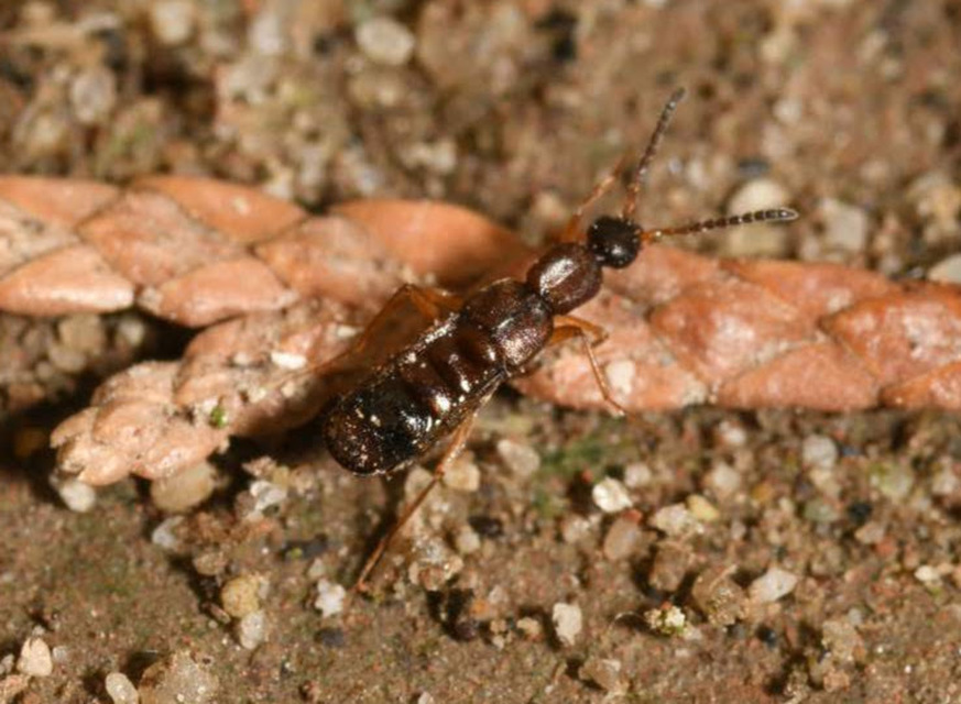 Drusilla canaliculata - közönséges hangyászholyva
