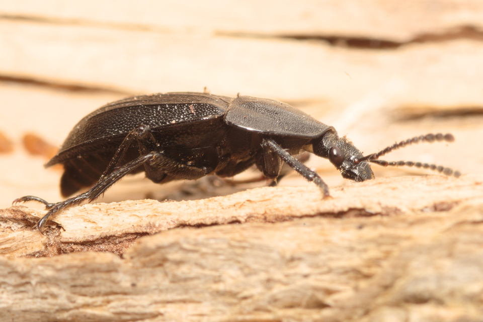 Phosphuga atrata - bordás csigarabló