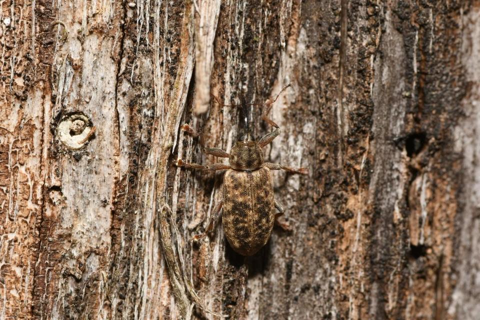 Dorytomus dejeani - közönséges hangormányos