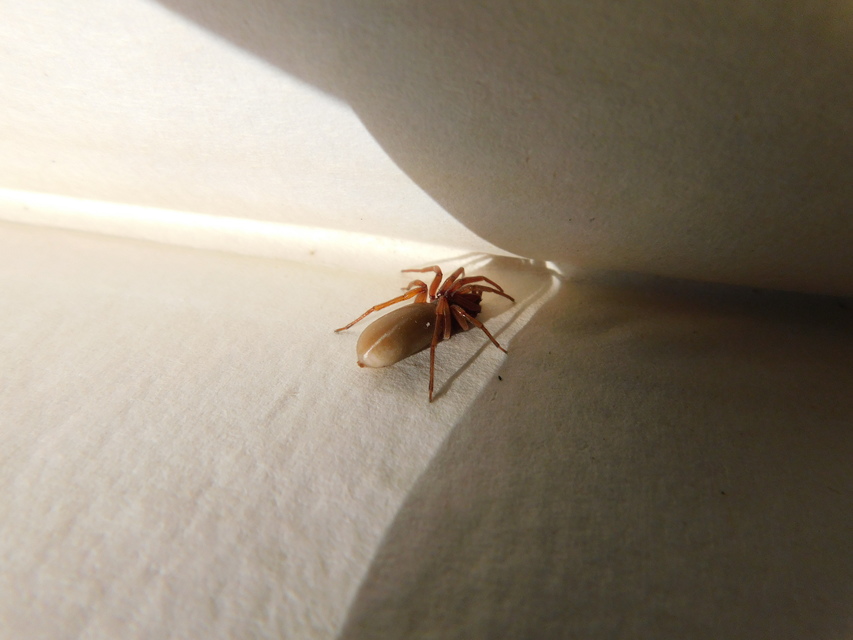 Dysderidae - fojtópókok