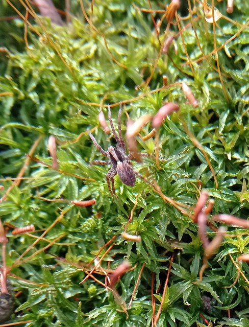 Pardosa alacris/lugubris