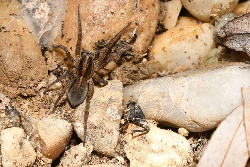 Trochosa