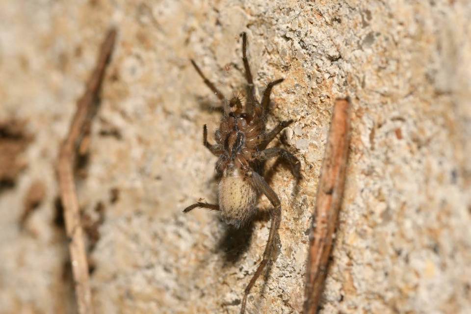 Eratigena atrica - nagy zugpók