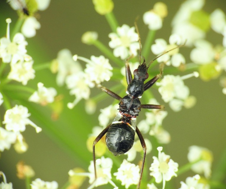 Himacerus mirmicoides - csalán-tolvajpoloska