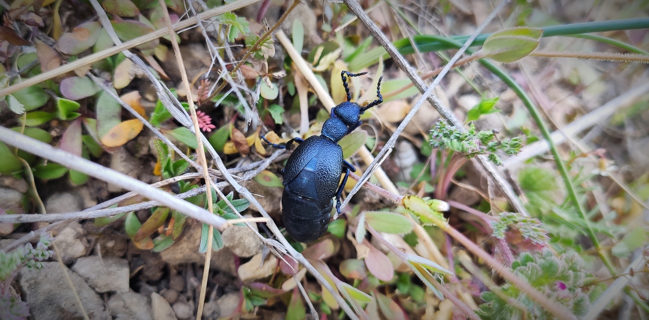 Meloe proscarabaeus - közönséges nünüke