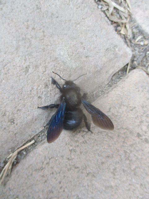 Xylocopa violacea - kék fadongó