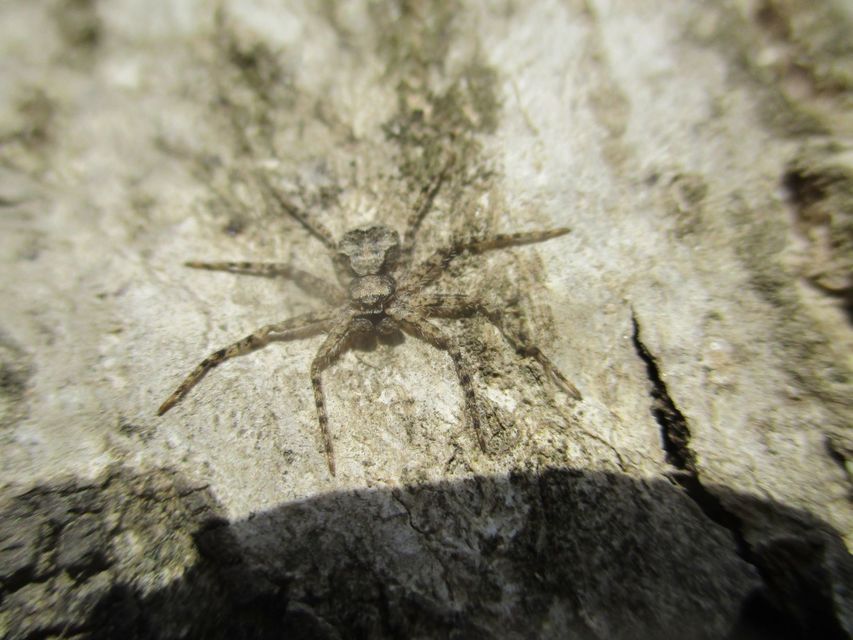 Philodromus poecilus - cifra karolópók