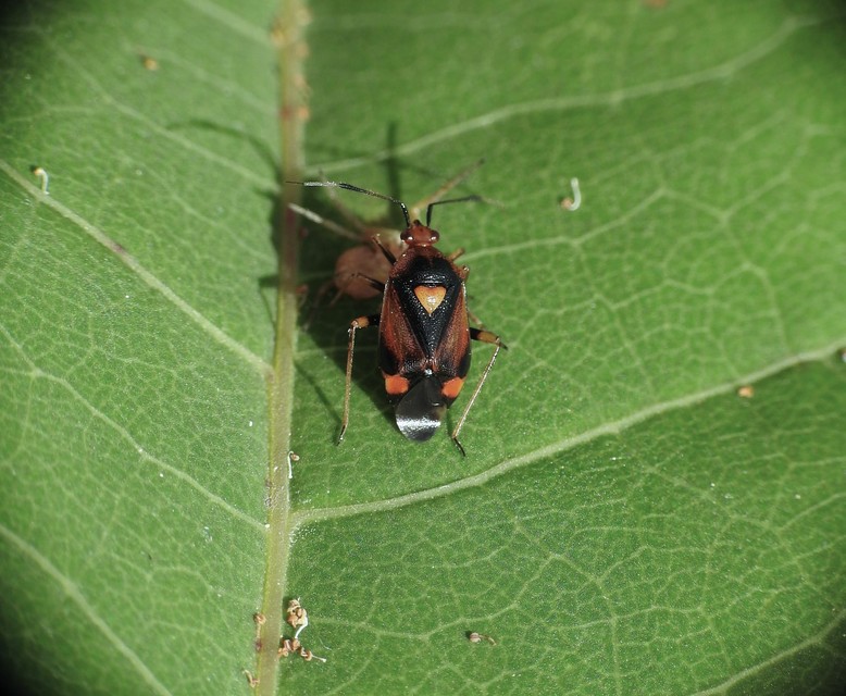 Deraeocoris ruber - vöröses mezeipoloska