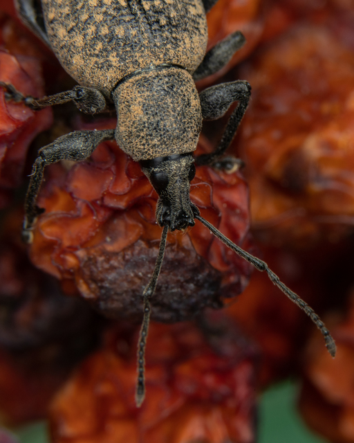 Otiorhynchus armadillo - katonás gyalogormányos