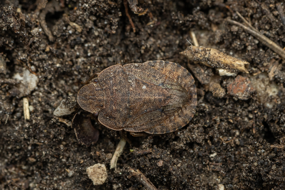 Sciocoris Sciocoris
