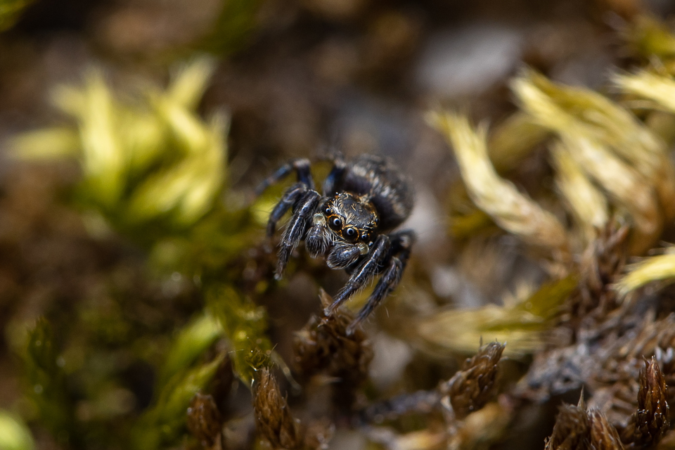 Pseudeuophrys obsoleta - barna ugrópók