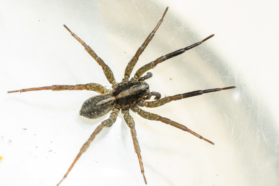 Trochosa