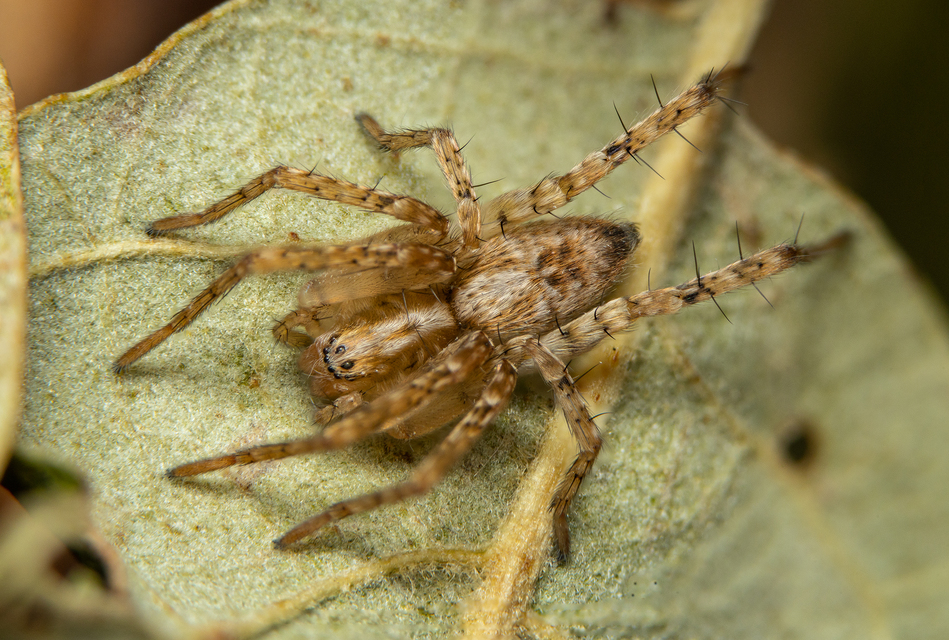 Anyphaena accentuata - jegyespók