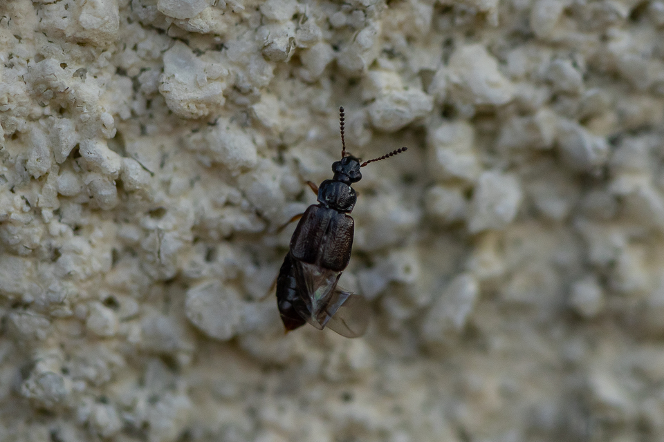 Omalium rivulare - gödörkés barázdásholyva