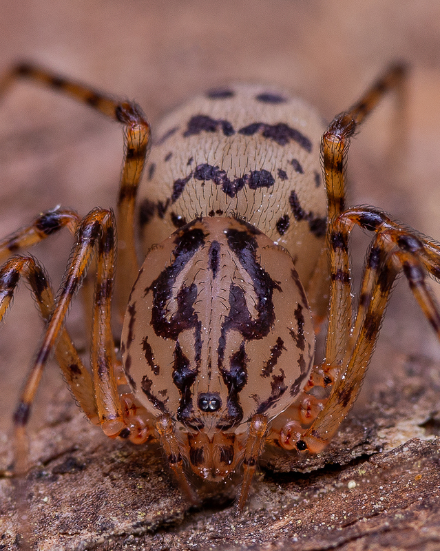 Scytodes thoracica - közönséges csupaszpók