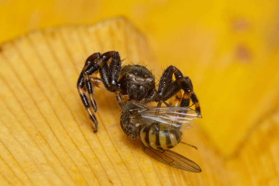 Synema globosum/ornatum