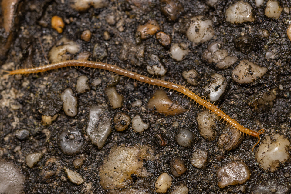 Geophilidae