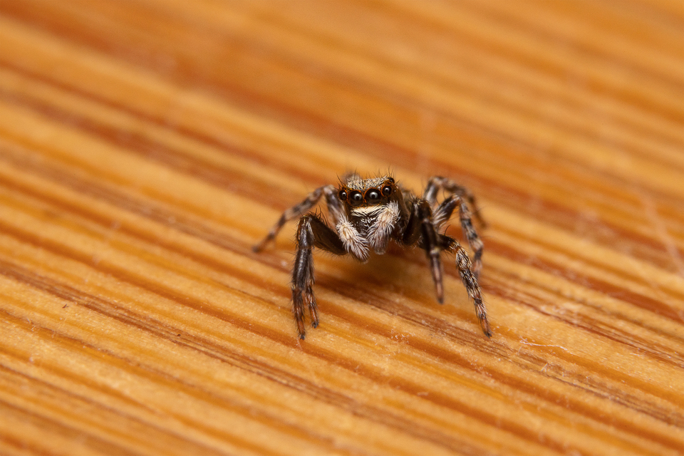 Pseudeuophrys