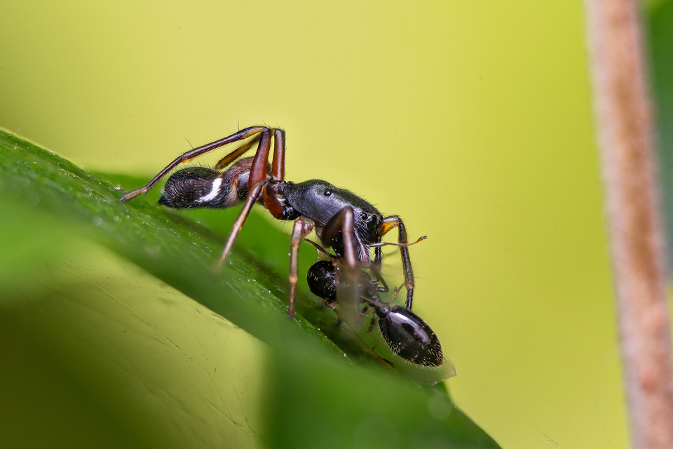 Myrmarachne formicaria - nagy hangyautánzópók