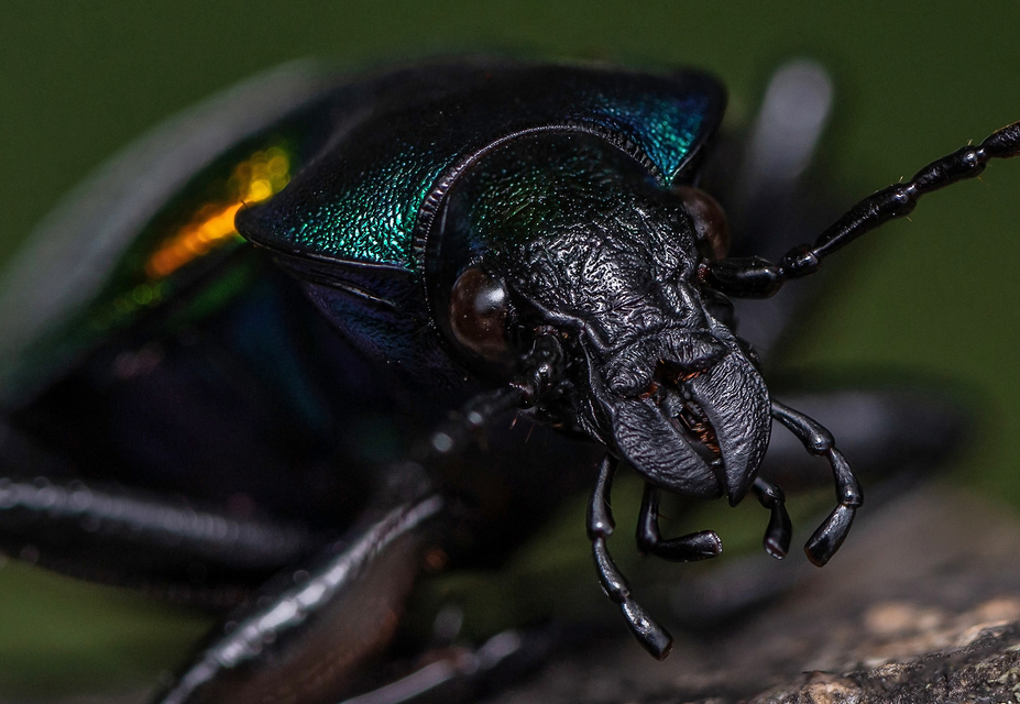 Calosoma sycophanta - aranyos bábrabló