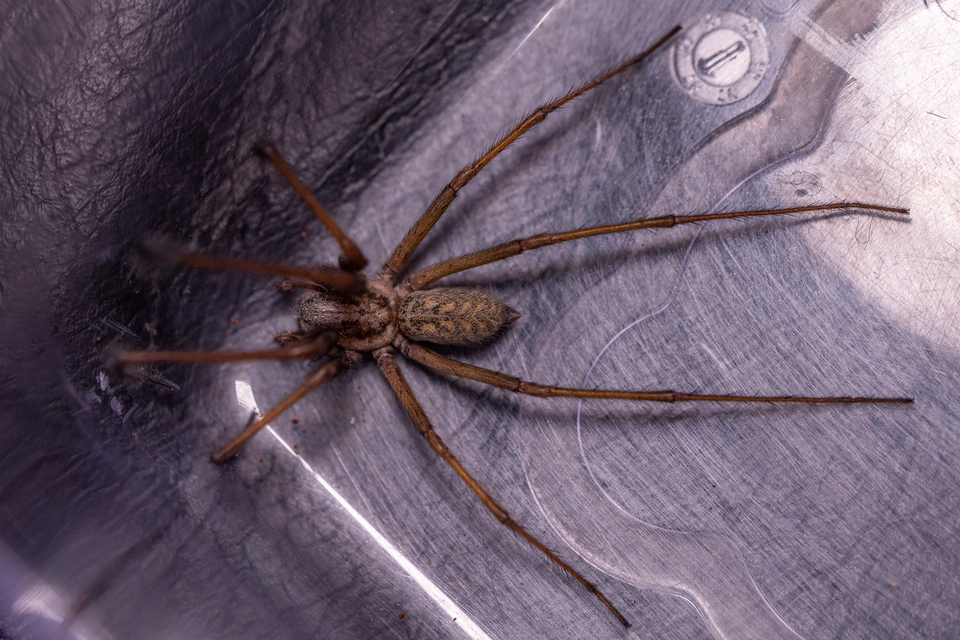Eratigena atrica - nagy zugpók