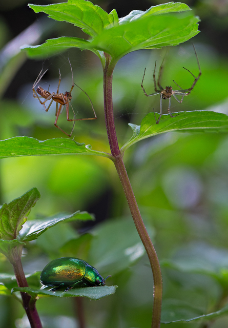 Linyphia triangularis - háromszöges vitorláspók