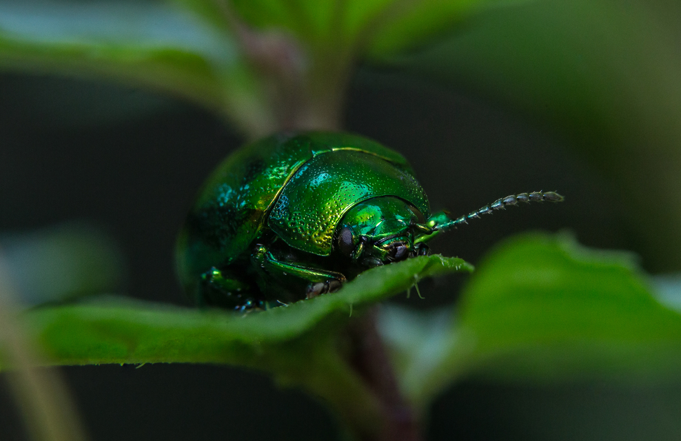 Chrysolina herbacea - zöld mentalevelész
