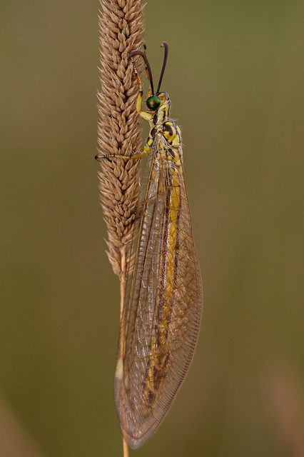 Myrmecaelurus trigrammus - hangyafarkas