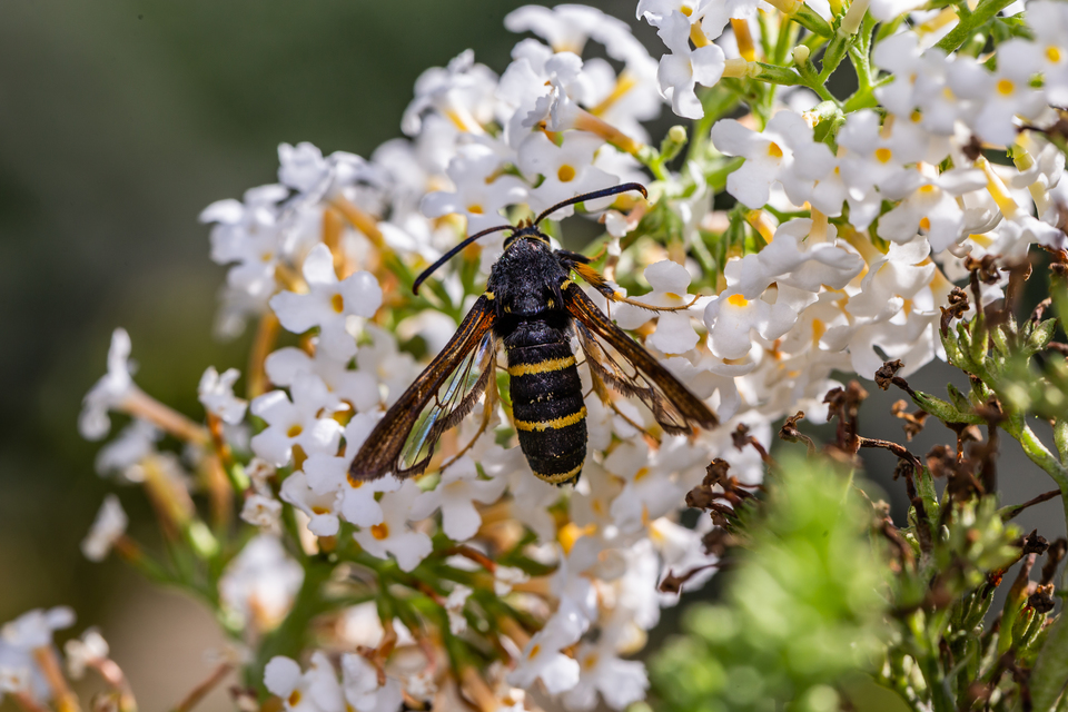 Paranthrene tabaniformis - bögölyszitkár