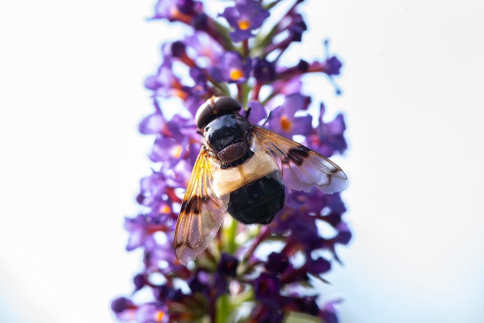 Volucella pellucens - üvegpotrohú pihelégy