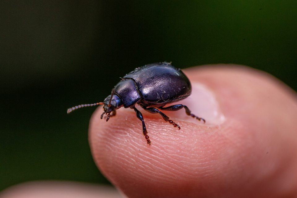 Chrysolina sturmi - vöröslábú levelész