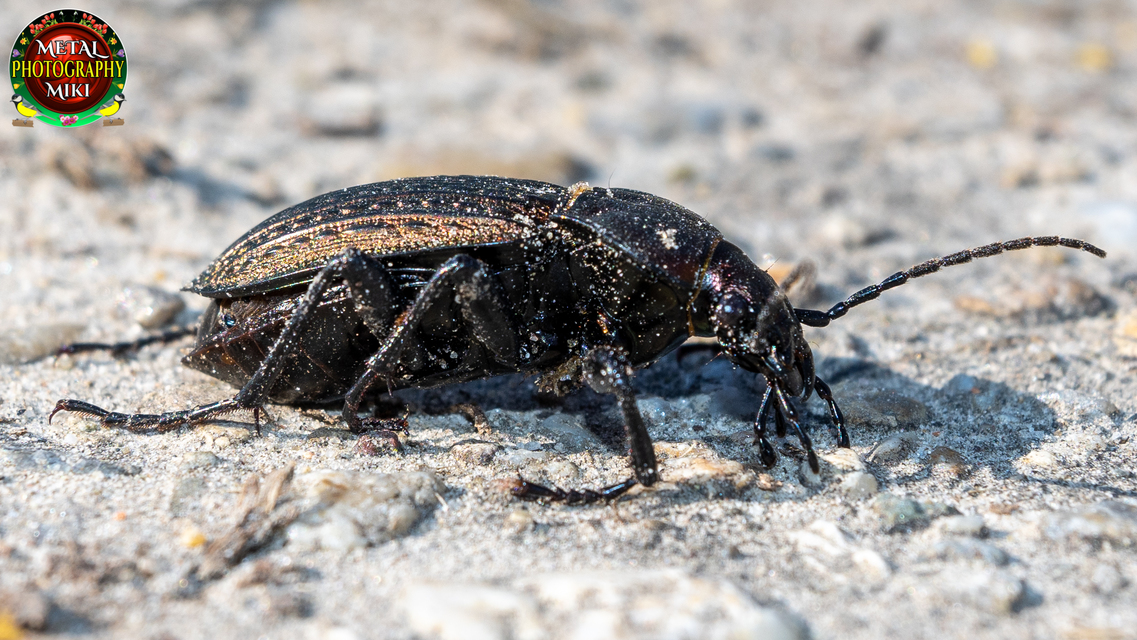 Carabus ulrichii intercessor - nagy rezes futrinka Carabus ulrichii intercessor - nagy rezes futrinka