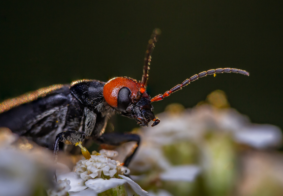 Epicauta rufidorsum - hollóbogár
