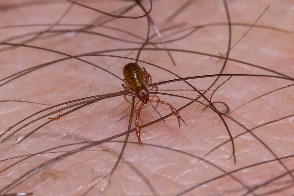 Pseudoscorpionida - Álskorpiók