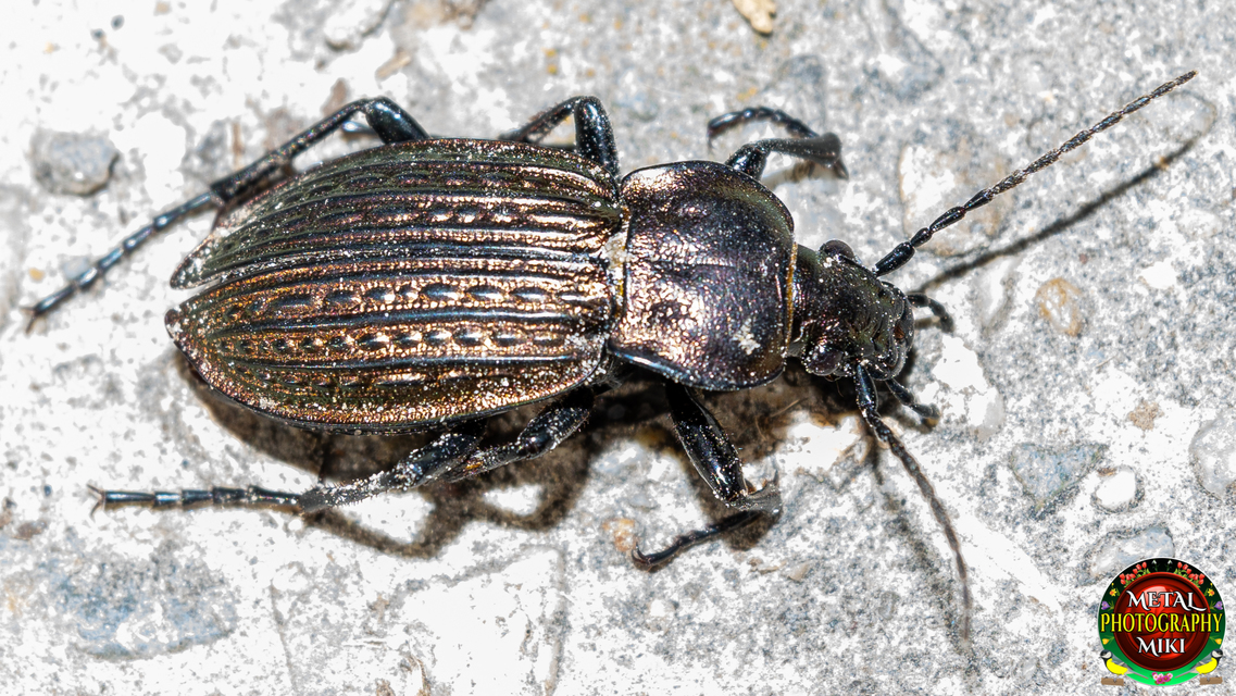 Carabus ulrichii intercessor - nagy rezes futrinka Carabus ulrichii intercessor - nagy rezes futrinka