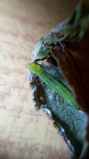 Argyrotaenia ljungiana - ékes sodrómoly