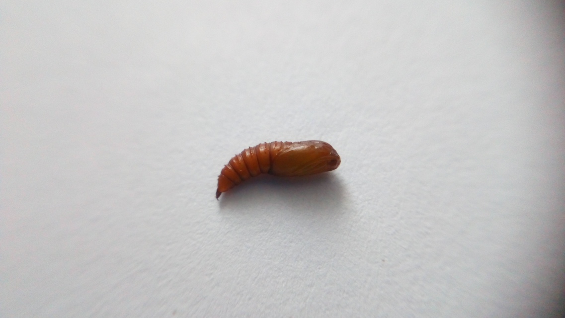 Argyrotaenia ljungiana - ékes sodrómoly