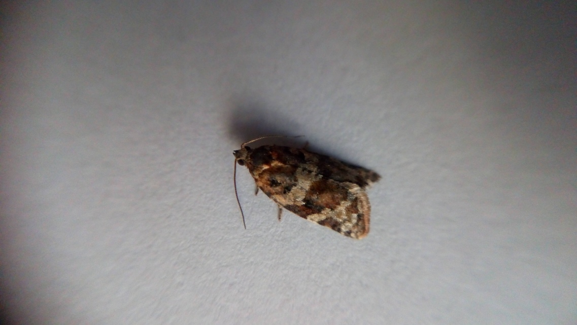 Argyrotaenia ljungiana - ékes sodrómoly