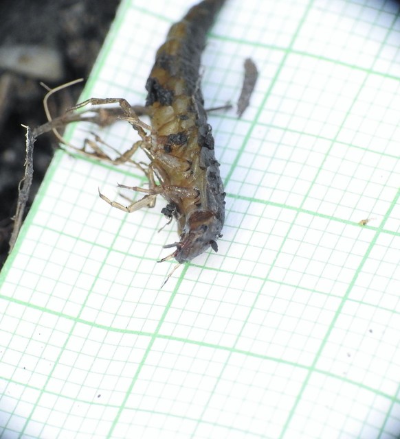 Dytiscidae - csíkbogárfélék