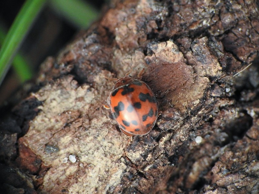 Subcoccinella vigintiquatuorpunctata - lucernaböde